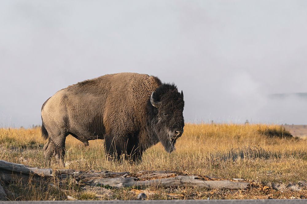 American Bison Yellowstone National Park-Wyoming art print by Adam Jones for $57.95 CAD